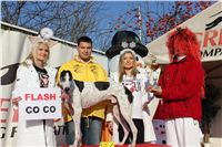 002_Zlaty_Chrt_Design_Flash_Czech_Greyhound_Racing_Federation_IMG_1443.JPG