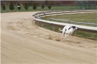 004_Zlaty_Chrt_Design_Flash_Czech_Greyhound_Racing_Federation_DSC00636.JPG