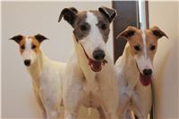 Greyhound_Dogs_Czech_Greyhound_Racing_Federation_1891-v.JPG