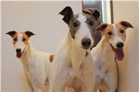 Greyhound_Dogs_Czech_Greyhound_Racing_Federation_1895-v.JPG