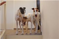 Greyhound_Schooling_Academy_Czech_Greyhound_Racing_Federation_1872.JPG