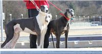 Chrti_Greyhound_Park_Prague_Motol_CGDF_IMG_2465.JPG