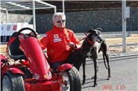 Starting_boxes_Prague_Greyhound_Park_Motol_CGDF_DSC05221.JPG