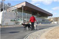 Chrti_Greyhound_Park_Prague_Motol_CGDF_IMG_2354.JPG