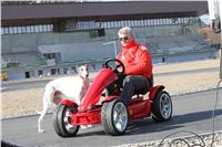 racing_Greyhound_Park_Prague_Motol_CGDF_IMG_2389.JPG