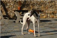 White_Zlaty_chrt_Velmistr_Czech_Greyhound_Racing_Federation_DSC01677.jpg