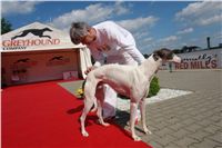 White_Zlaty_chrt_Velmistr_Czech_Greyhound_Racing_Federation_DSC02660.jpg