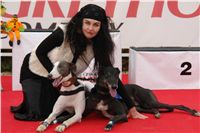 White_Zlaty_chrt_Velmistr_Czech_Greyhound_Racing_Federation_DSC05709.JPG