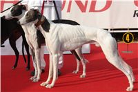 White_Zlaty_chrt_Velmistr_Czech_Greyhound_Racing_Federation_DSC05826.JPG