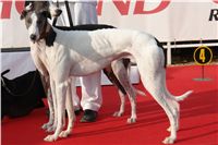 White_Zlaty_chrt_Velmistr_Czech_Greyhound_Racing_Federation_DSC05835.JPG