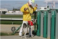 White_Zlaty_chrt_Velmistr_Czech_Greyhound_Racing_Federation_NQ1M0188.JPG