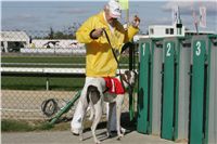 White_Zlaty_chrt_Velmistr_Czech_Greyhound_Racing_Federation_NQ1M0188.JPG