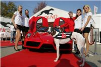 White_Zlaty_chrt_Velmistr_Czech_Greyhound_Racing_Federation_NQ1M8402.jpg