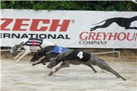 Chrt_dostihy_Czech_Greyhound_Racing_Federation_DSC00300.jpg Chrt_dostihy_Czech_Greyhound_Racing_Federation_DSC00300.jpg