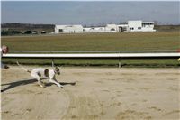 Stene_CoCo_Czech_Greyhound_Racing_Federation_NQ1M0425.jpg