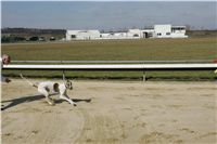 Stene_CoCo_Czech_Greyhound_Racing_Federation_NQ1M0425.jpg Stene_CoCo_Czech_Greyhound_Racing_Federation_NQ1M0425.jpg