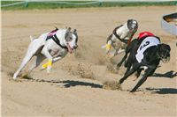 White_Schumacher_Czech_Greyhound_Racing_Federation_NQ1M0117.jpg