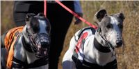 Zavodnik_White_Elbony_Czech_Greyhound_Racing_Federation_DSC02433.jpg Zavodnik_White_Elbony_Czech_Greyhound_Racing_Federation_DSC02433.jpg
