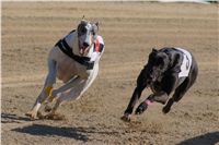 Zlaty_Chrt_Velmistr_White_Czech_Greyhound_Racing_Federation_DSC02444.jpg