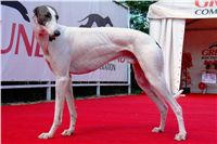 White_Zlaty_chrt_Velmistr_Czech_Greyhound_Racing_Federation_Dsc02672.jpg