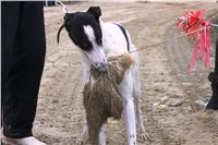 1_chrti_trenink_Czech_Greyhound_Racing_Federation_IMG_2598.JPG