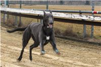 1_chrti_trenink_Czech_Greyhound_Racing_Federation_IMG_2618.JPG