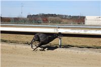 Chrti_trenink_03-03-12_Czech_Greyhound_Racing_Federation_IMG_IMG_2696.JPG