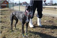 Chrti_trenink_03-03-12_Czech_Greyhound_Racing_Federation_IMG_IMG_2707.JPG