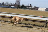 Chrti_trenink_03-03-12_Czech_Greyhound_Racing_Federation_IMG_IMG_2711.jpg