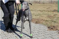 Chrti_trenink_03-03-12_Czech_Greyhound_Racing_Federation_IMG_IMG_2713.JPG