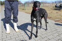 Chrti_trenink_03-03-12_Czech_Greyhound_Racing_Federation_IMG_IMG_2716.JPG