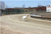 Chrti_trenink_03-03-12_Czech_Greyhound_Racing_Federation_IMG_IMG_2724.JPG