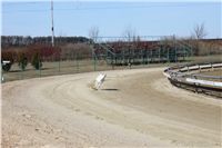 Chrti_trenink_03-03-12_Czech_Greyhound_Racing_Federation_IMG_IMG_2729.JPG