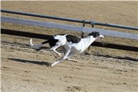 Chrti_trenink_03-03-12_Czech_Greyhound_Racing_Federation_IMG_IMG_2734.JPG