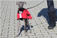 Chrti_trenink_03-03-12_Czech_Greyhound_Racing_Federation_IMG_IMG_2740.JPG