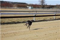 Chrti_trenink_03-03-12_Czech_Greyhound_Racing_Federation_IMG_IMG_2750.JPG