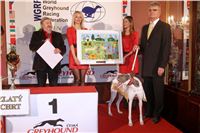 Obraz_chrt_Ringo_Czech_Greyhound_Racing_Federation_7071.jpg