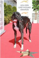 Awards_2011_Czech_Greyhound_Racing_Federation_IMG_3976.JPG