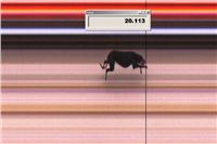 Cato_Elbony_First_Solo_Racing_2012_Czech_Greyhound_Racing_Federation.jpg