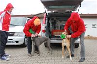 First_Solo_Racing_2012_Czech_Greyhound_Racing_Federation_IMG_4025.jpg