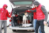 First_Solo_Racing_2012_Czech_Greyhound_Racing_Federation_IMG_4037.JPG