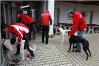 First_Solo_Racing_2012_Czech_Greyhound_Racing_Federation_IMG_4049.JPG
