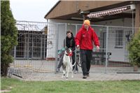 First_Solo_Racing_2012_Czech_Greyhound_Racing_Federation_IMG_4116.JPG