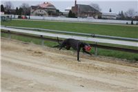 First_Solo_Racing_2012_Czech_Greyhound_Racing_Federation_IMG_4127.JPG