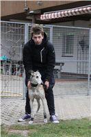 First_Solo_Racing_2012_Czech_Greyhound_Racing_Federation_IMG_4140.JPG