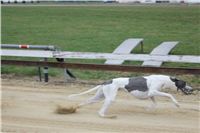 First_Solo_Racing_2012_Czech_Greyhound_Racing_Federation_IMG_4148.JPG