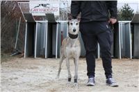 First_Solo_Racing_2012_Czech_Greyhound_Racing_Federation_IMG_4157.jpg