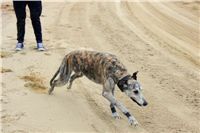 First_Solo_Racing_2012_Czech_Greyhound_Racing_Federation_IMG_4162.JPG