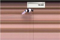 Heartland_Aislin_First_Solo_Racing_2012_Czech_Greyhound_Racing_Federation.jpg