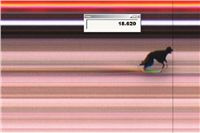 NewMac_Dior_First_Solo_Racing_2012_Czech_Greyhound_Racing_Federation.jpg